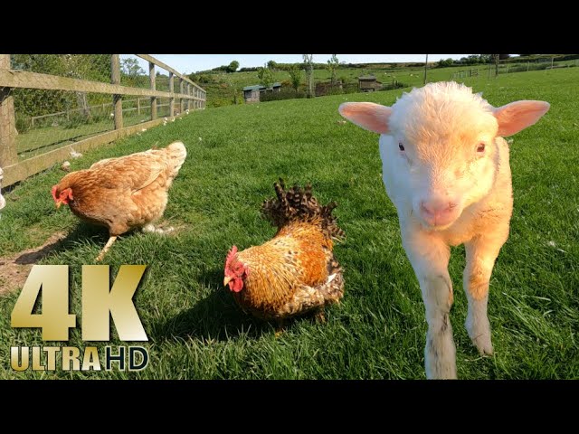 Relax on the Farm - Nature Relaxation Video