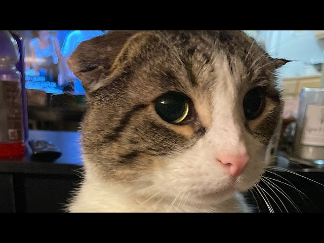 Dumped over divorce, cat cries for a hug