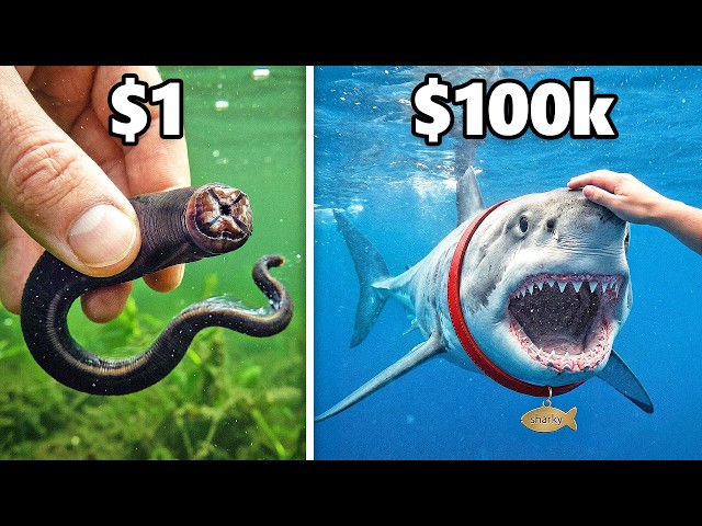 $1 vs. $100,000 Pet Fish!
