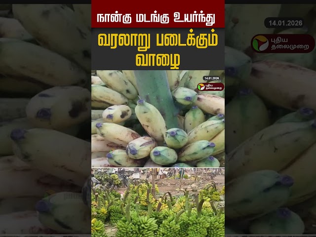 நான்கு மடங்கு உயர்ந்து  வரலாறு படைக்கும் வாழை #shorts