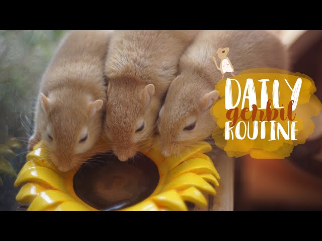 Daily Gerbil Care Routine 🐹