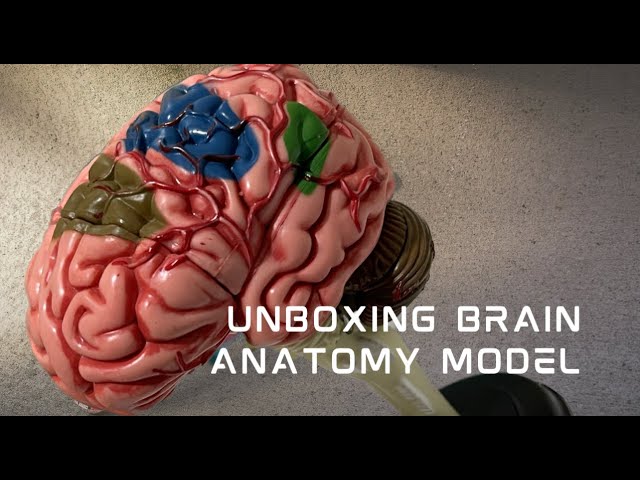 Unboxing @learningresources  Human Brain Anatomy Model. 🧠