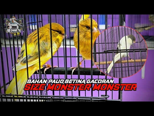 August 3, 2026 LUXURY "MONSTER" STOCK THIS TIME, HURRY!