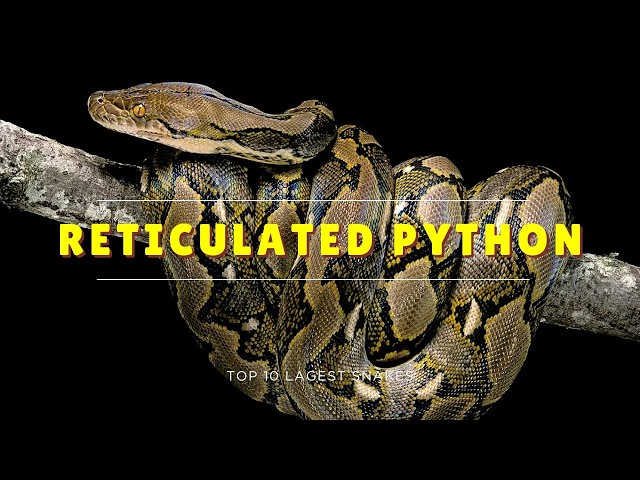 Reticulated Python – Longest Snake Ever Recorded (Top 10 Biggest Snakes #2)