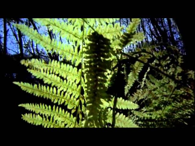 BBC Proto / Early Heavy Metal Documentary