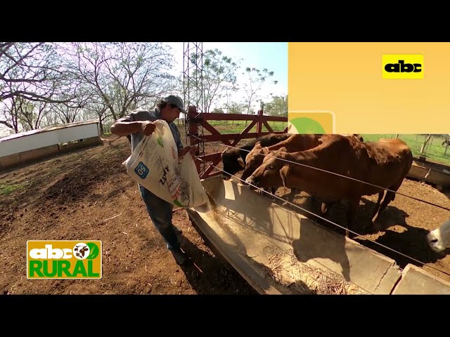 ABC Rural: If there's a shortage of corn silage, what forage to feed dairy cows