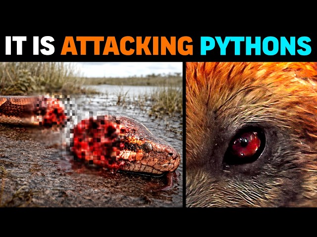 🚨 NOW:: The Animal KILLING Giant Pythons in Florida