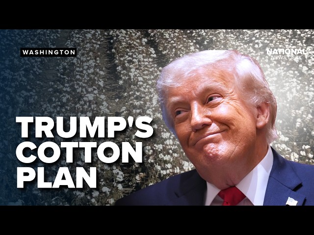 Trump's plan for American COTTON