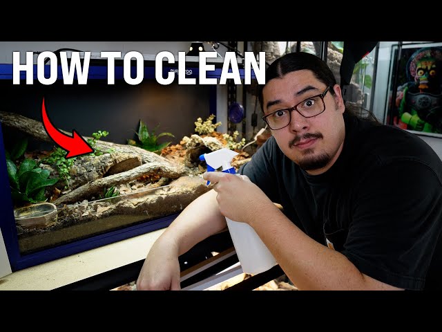 How To Clean a Bearded Dragon Tank