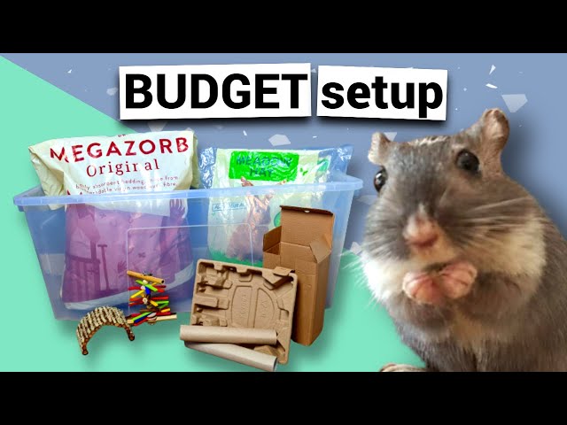Gerbil cage setup ON A BUDGET
