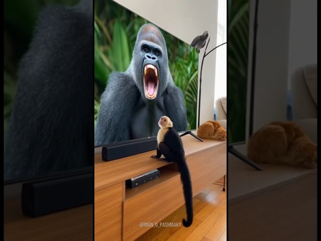 Is my Cat Scared of this Monkey Video?   #funny #shorts  #comedy