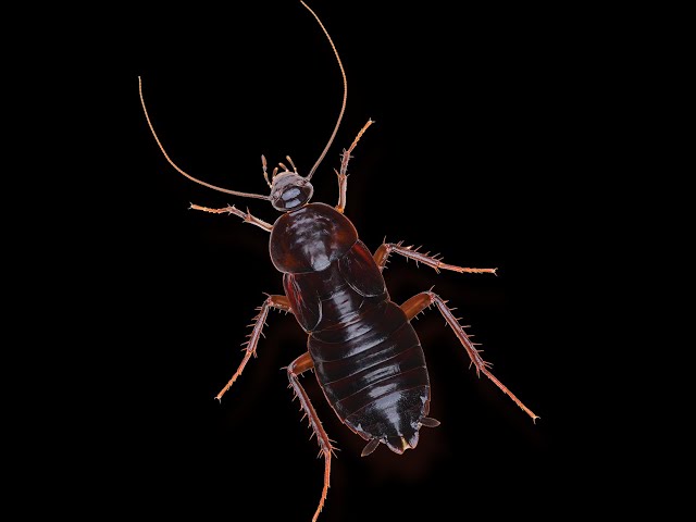 Cockroach