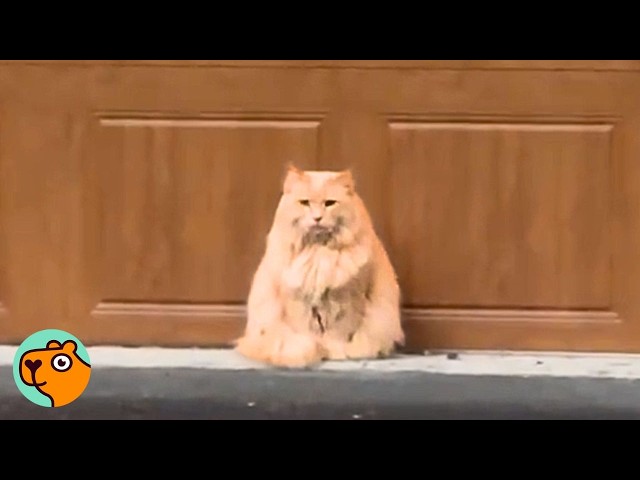 Stray Cat Does Everything to Make This Couple Love Him | 5 Best Stories