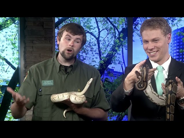 world snake day llpkg