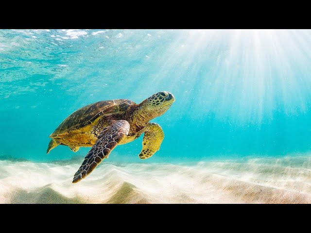 Threats to Sea Turtles | How can we Help?