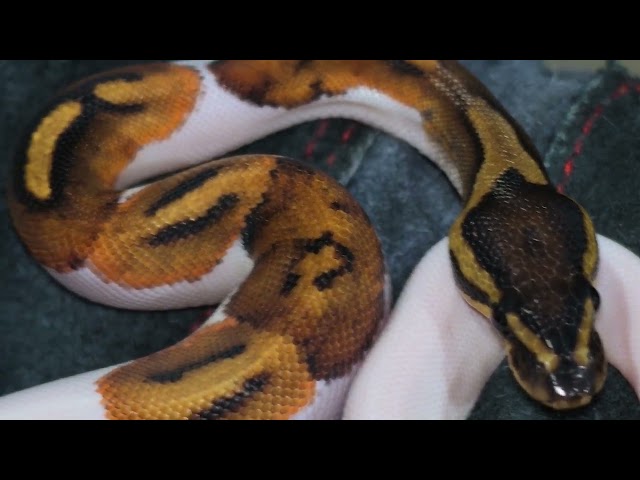 B57 Female Pied 