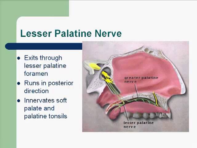 Trigeminal Nerve .mp4