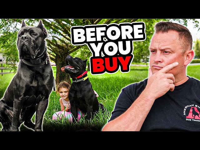 Is the CANE CORSO Right for You?!