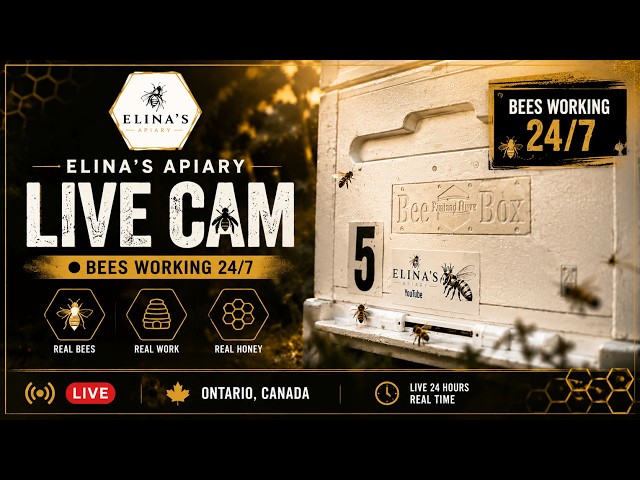 ELINA'S Honey Bee Hive LIVE Cam 🐝 Bees Working 24/7 | Ontario Canada | Country & Folk Music