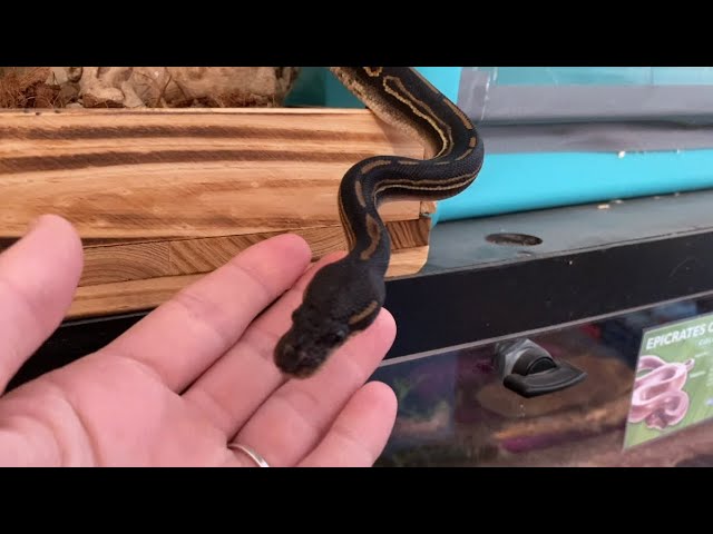 Desensitize Snakes to Head Touching