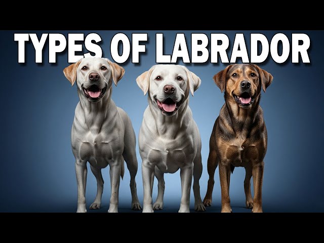 Tipos de perros labradores explicados: ¿cuál es el adecuado para usted?