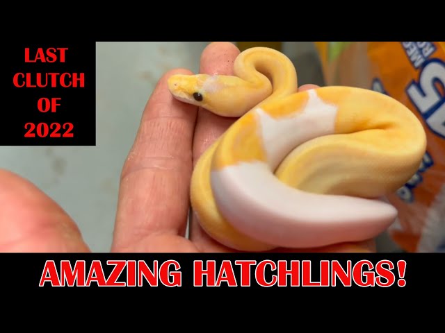 SPECTACULAR HATCHLINGS: FINAL CLUTCH of 2022