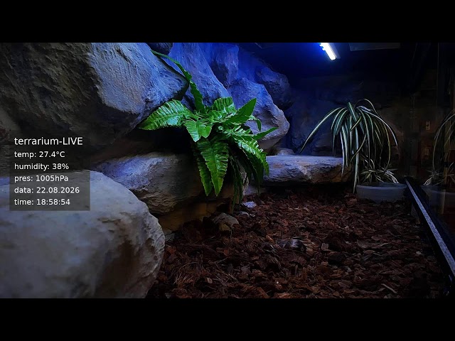 terrarium-LIVE 🔴 22/08/2026 🐍 Ball Python Regius Snake