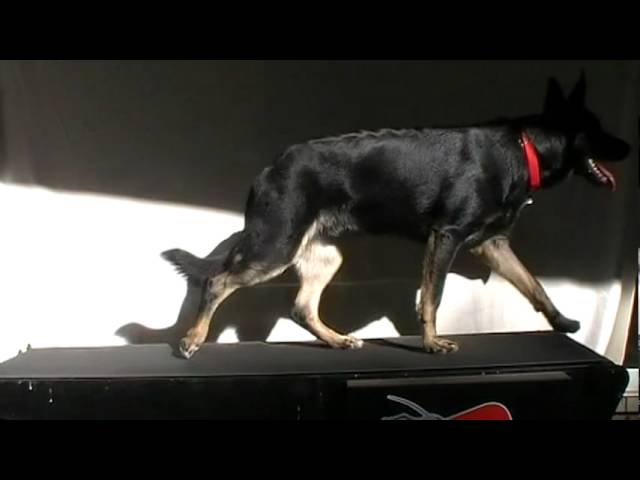 Jackie on the treadmill in slow motion--part 1