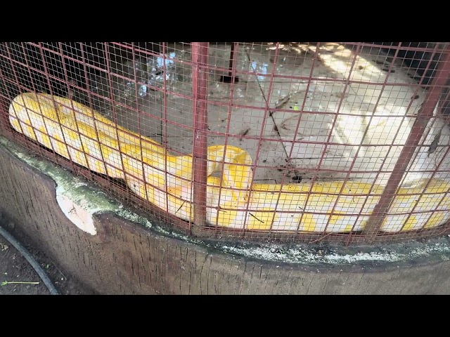 Malaking Burmese Python sa bakuran 😱 | Huge snake! | Exzooteria