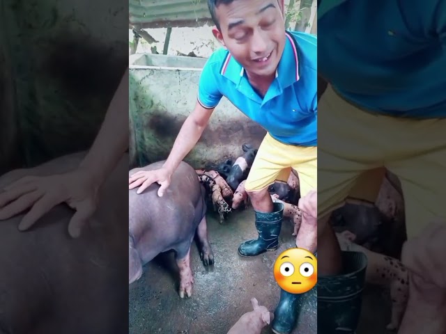 Parió dos veces en una semana😳🤔#humor #funny