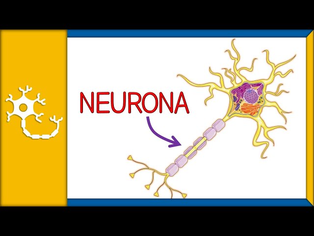Neurons - Histology, Parts, Functions, and Classification | Ep. 1