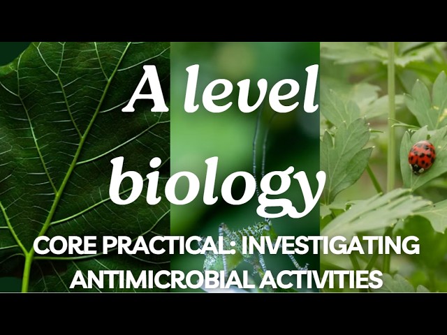 A Level Biology Edexcel A SNAB: Core Practical 9: Investigating the antimicrobial properties