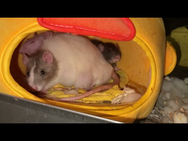 My Adorable Rats Pistachio and Crumb (and their buddies lol)!