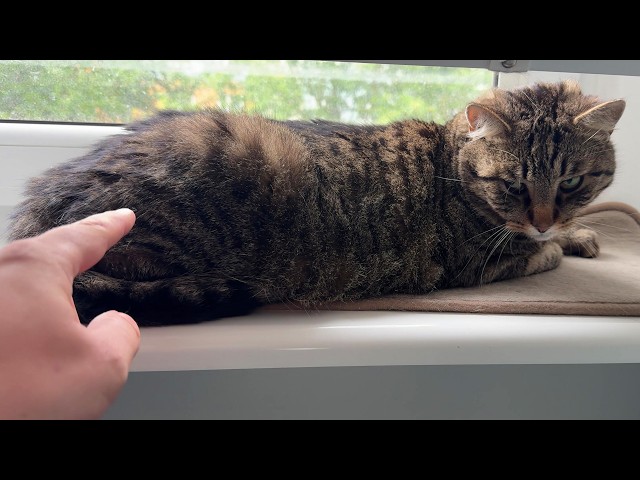 Cat activation sound via Bluetooth speaker
