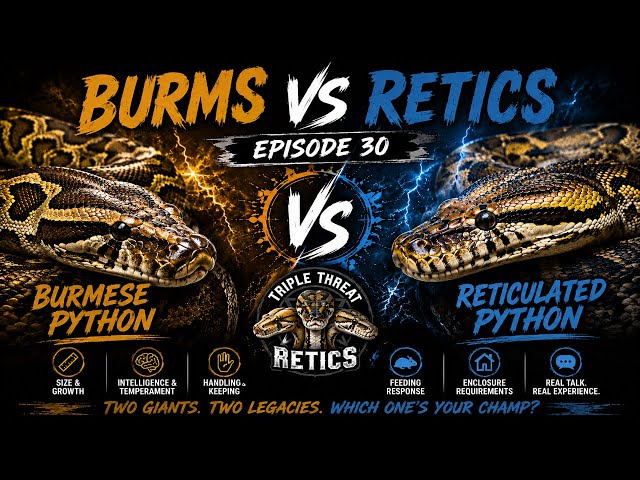 Burms vs retics! Episode 30! Feat amber and ray!