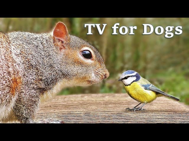 The Ultimate Video for Dogs : TV for Dogs - Fun in The Forest ✅