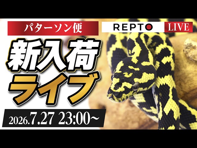 【新入荷ライブ】パターソン便/カーペットパイソン&ボールパイソンいっぱい紹介ライブ！