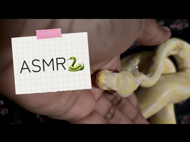 ASMR w/ my pet ball python :3 🐍💛💛💛