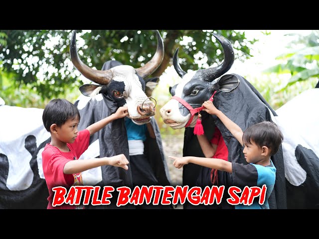 SI B0C1L BATTLE BANTENGAN SAPI LAGI SAMPAI MBEROT KALAPAM KESURUPAN