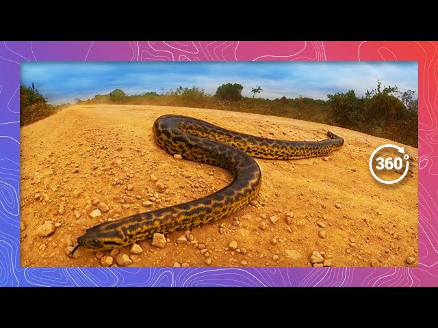 A Yellow Anaconda Slithers Through the Backcountry