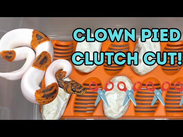 2026 2nd Clutch Cut