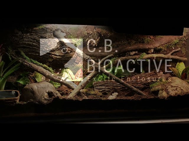 CB Bioactive: 55 gal Ball Python Bioactive Enclosure