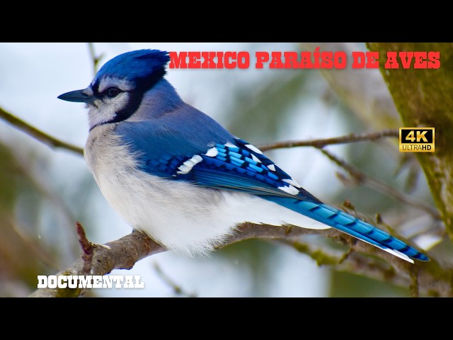 MEXICO: AVES Legendarias y MAJESTUOSAS | DOCUMENTAL Episodio 1