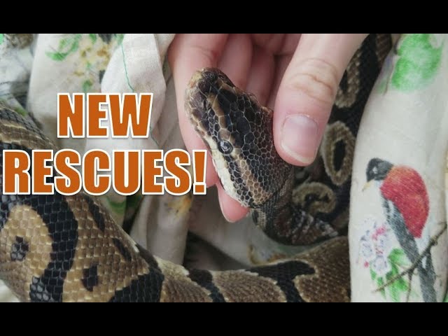 Picking up 2 Rescued Pythons!
