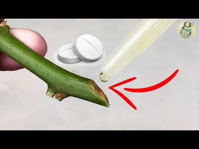 8 POWERFUL HOMEMADE ROOTING HORMONES| Natural Rooting Stimulants for Gardening