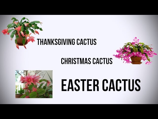 The Difference Between Thanksgiving Cactus, Christmas Cactus & Easter Cactus